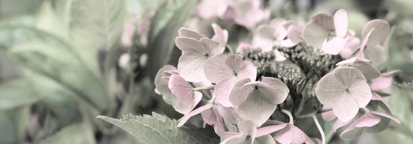 Bloeiende Pastelroze Hortensia Warme Ochtendzon Panoramisch Uitzicht Tuin Vrije Tijd — Stockfoto