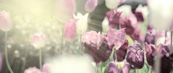 Pole Pastelově Bílých Světle Růžových Fialových Tulipánů Teplém Jarním Slunci — Stock fotografie