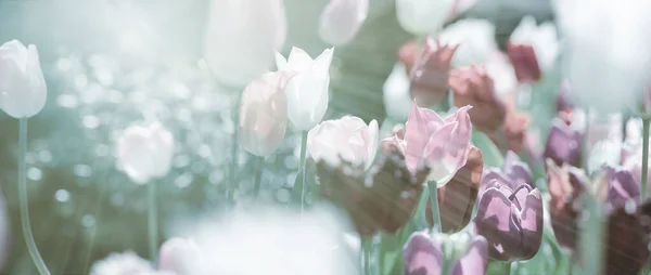 Πεδίο Παστέλ Λευκό Ανοιχτό Ροζ Και Βιολετί Τουλίπες Στο Ζεστό — Φωτογραφία Αρχείου