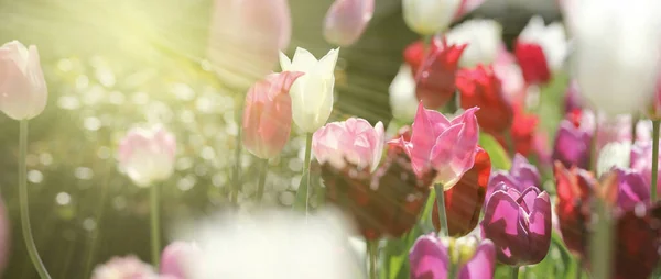Pole Pastelově Bílých Světle Růžových Fialových Tulipánů Teplém Jarním Slunci — Stock fotografie