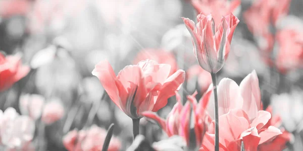 Tulpen Afgezwakt Met Verschillende Verf Kanalen Toegevoegd Rouw Kaart Concept — Stockfoto