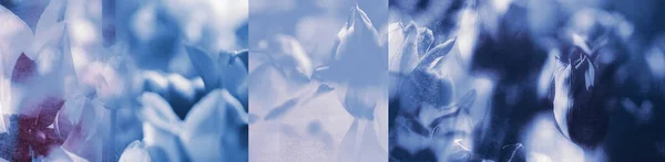 Фасеты Тюльпанов Части Пейзажей Коллаж Фотомонтаж Панорамным Видом Природа Цвета — стоковое фото