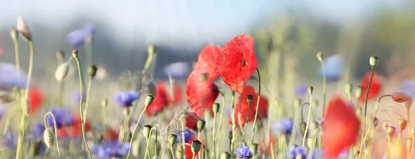 夏日的田野里绽放着鲜红的罂粟和浅蓝色的玉米花 全景全景 美丽的自然背景 — 图库照片