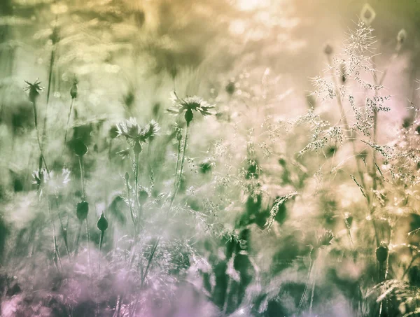 Blomsteräng Varmt Solljus Visa Rgglada Blommor Sommaren Begreppet Naturområden — Stockfoto