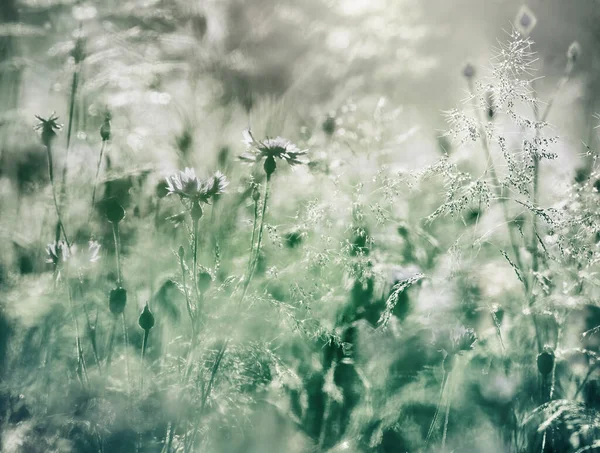 Blomsteräng Varmt Solljus Visa Rgglada Blommor Sommaren Begreppet Naturområden — Stockfoto