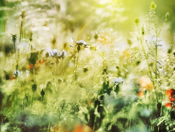 暖かい日差しの中で野の花の牧草地 夏に新鮮なカラフルな花をご覧ください 自然成長地域構想 — ストック写真