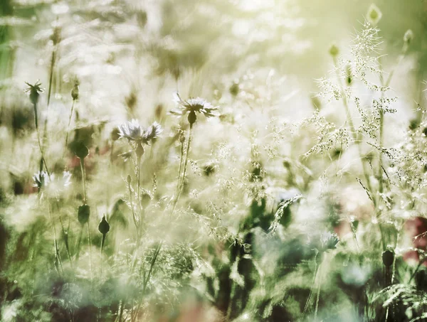 Une Prairie Fleurs Sauvages Plein Soleil Vue Sur Des Fleurs — Photo