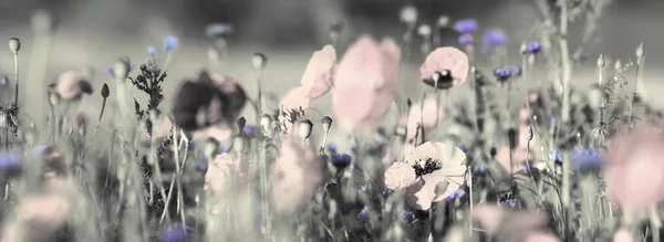 Getönte Blühende Pastellrote Mohnblumen Und Hellblaue Kornblumen Auf Einem Sommerfeld — Stockfoto