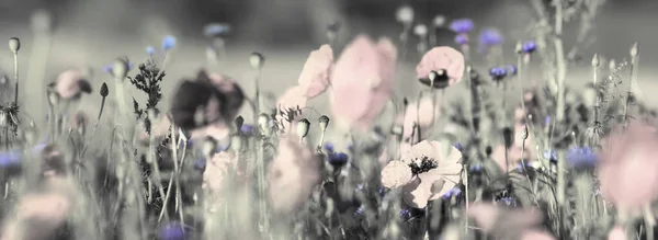 Poppies Rouges Pastel Teintés Bleuets Bleu Clair Dans Champ Été — Photo