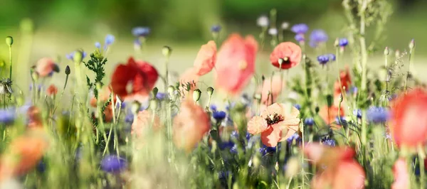 鮮紅色のポピーや薄青の花を咲かせます パノラマビュー 美しい自然背景 — ストック写真
