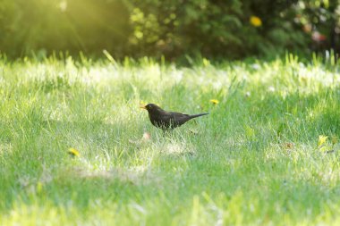 Erkek Karatavuk otların içinde avlanıyor. İlham verici hareketlerle hoş bir bahçe misafiri. Güzellik, Sesler, Doğa, Kuşlar, Bahar, Yaz. 