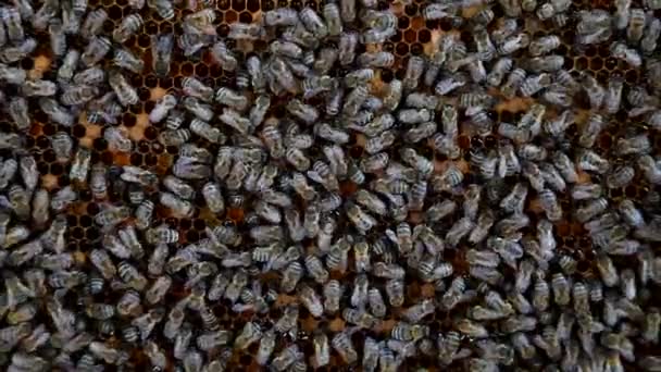 Včely přeměňují nektar na med — Stock video