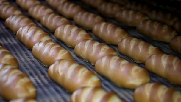 面包店的生产线上 在面包店里烤面包 面包烘焙食品厂生产的新鲜产品 — 图库视频影像