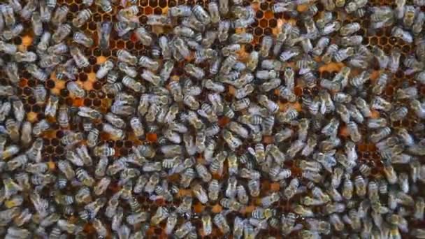 Travailler Les Abeilles Dans Ruche Les Abeilles Convertissent Nectar Miel — Video