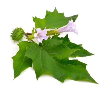 Datura, daturas, Şeytan'ın trompet, angel's trompet.
