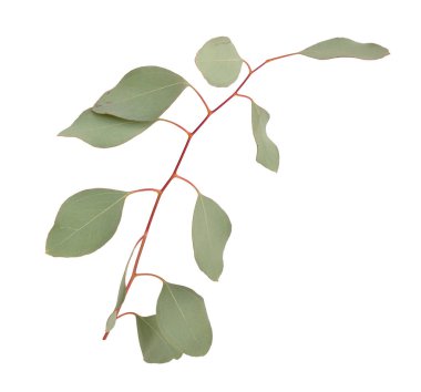 Eucalyptus twigs  isolated. clipart