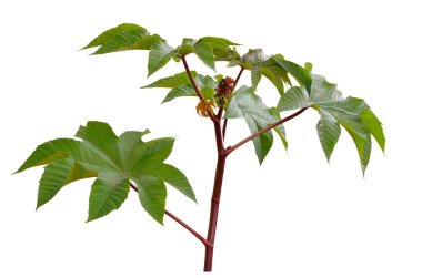 Ricinus communis, castorbean veya castor-petrol-bitki
