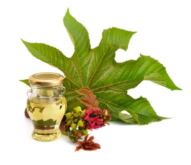 Ricinus communis, castorbean veya castor-petrol-bitki. Kompozisyon wi
