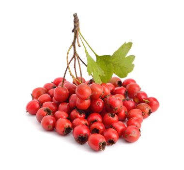 Beyaz izole Crataegus