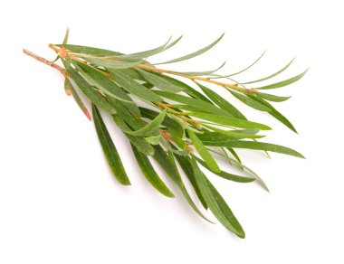 Melaleuca dallar üzerinde beyaz izole