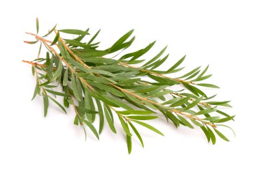 Melaleuca dallar üzerinde beyaz izole