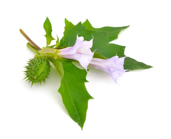 Datura, daturas, devil's trompetten, angel van trompetten. — Stockfoto