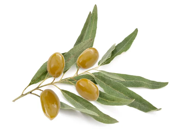 Оливковая веточка — стоковое фото