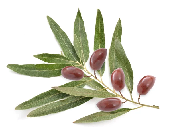 Brindille d'olive isolée — Photo