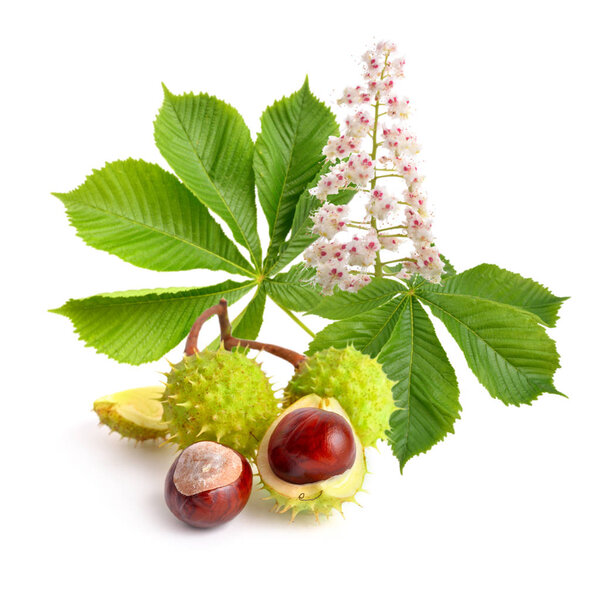 Horse-chestnut (Aesculus) fruits with leawes and flower. 