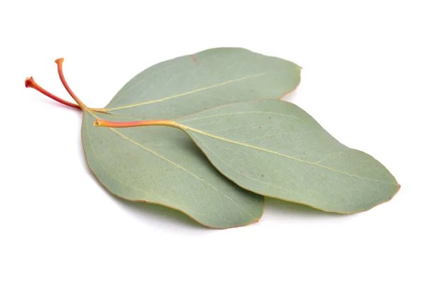 Eucalyptus leaves  isolated. — Stock Photo, Image