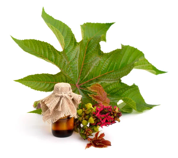 Ricinus communis, planta de ricino o de aceite de ricino — Foto de Stock