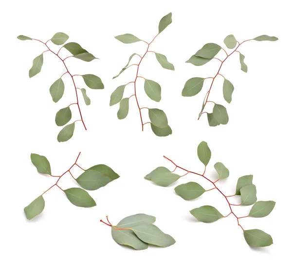 Eucalyptus twijgen geïsoleerd. — Stockfoto