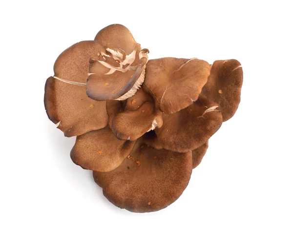 Pleurotus ostreatus isolerad på vit — Stockfoto