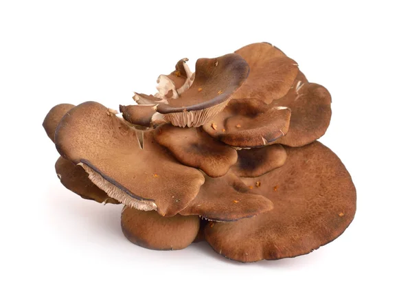 Pleurotus ostreatus geïsoleerd op wit — Stockfoto