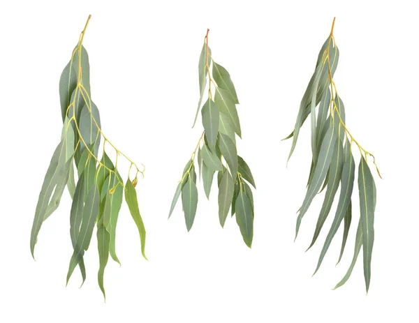 Eukaliptusz gallyak elszigetelt fehér — Stock Fotó