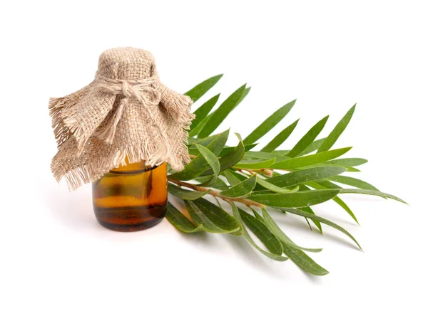 Melaleuca eterisk olja i farmaceutiska flaskan med kvistar. — Stockfoto