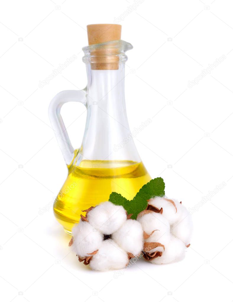Cotton plant with oil isolated