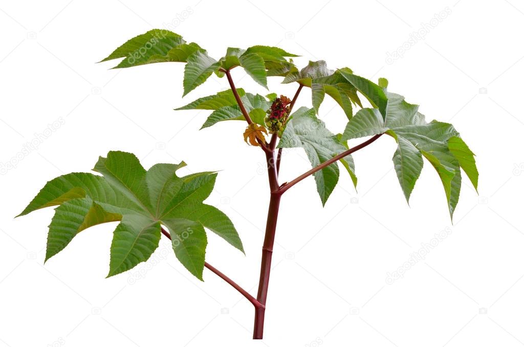 Ricinus communis, castorbean or castor-oil-plant