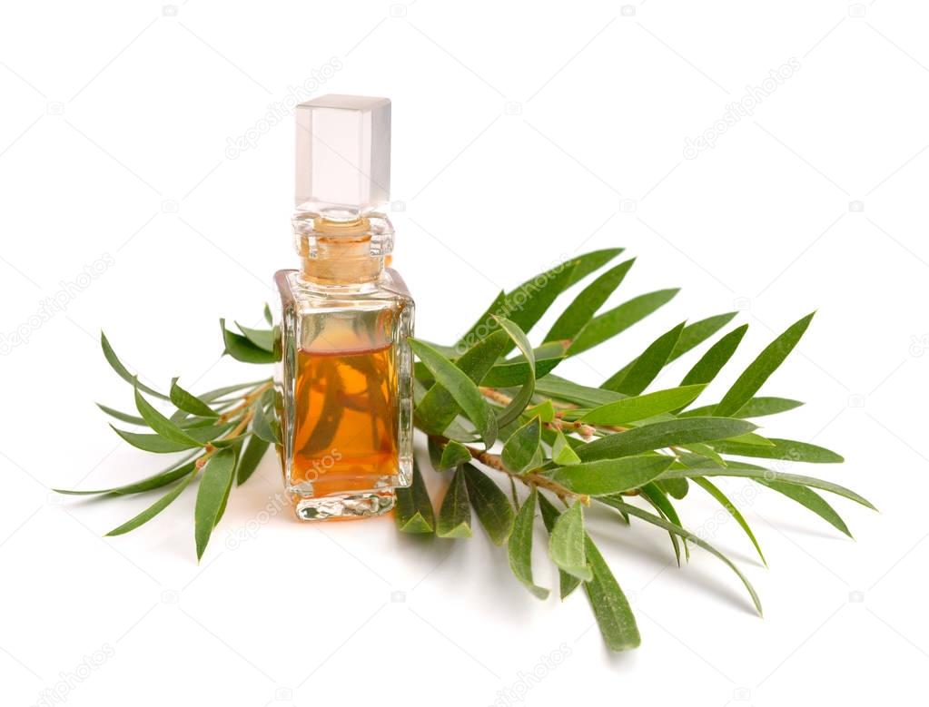 Melaleuca essential oil in the pharmaceutical bottle with twigs.