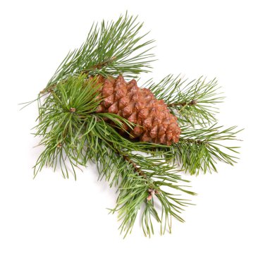 Dallı çam kozalağı.