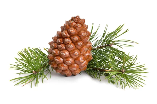 Pinus pinea cone — Zdjęcie stockowe