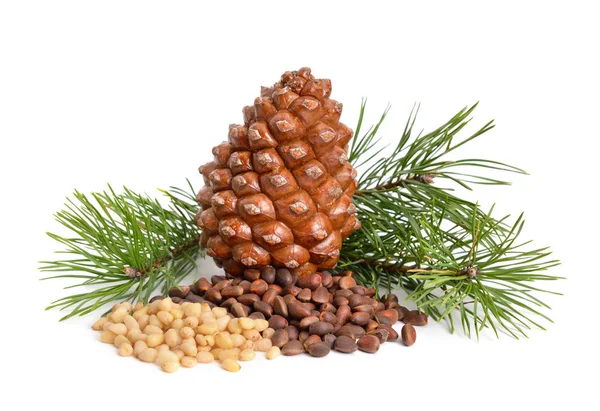 Pine nuts with cone. — Stock Photo, Image