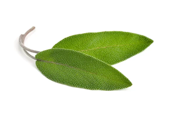 Salvia officinalis leaves (sage, also called garden sage, or com — Stock Photo, Image