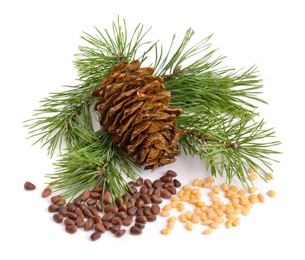 Pine cone with nuts. Stock Picture