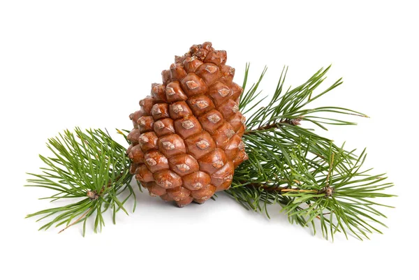 Pinus pinea cone Royaltyfria Stockbilder