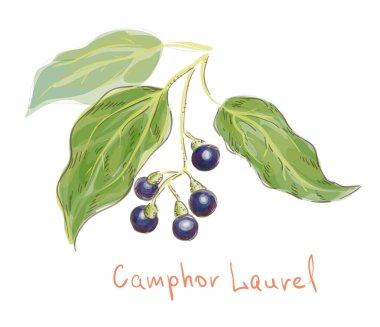 Kafur laurel. suluboya taklit. Vektör çizim.