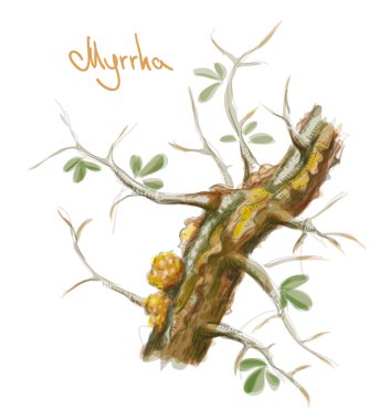 Commiphora myrrha tree with resin. Watercolor imitation. Vector  clipart