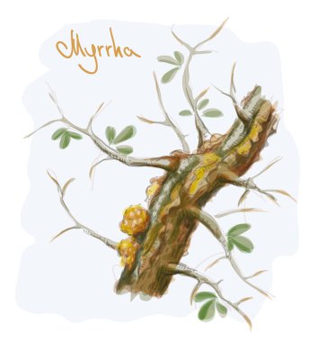 Commiphora myrrha tree with resin. Watercolor imitation. Vector  clipart