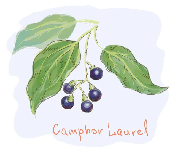 Laurier de camphre. imitation aquarelle. Illustration vectorielle . — Image vectorielle