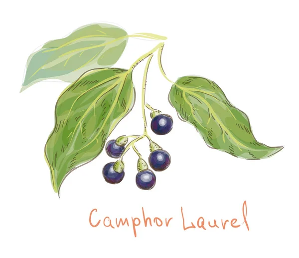 Camphor laurel. watercolor imitation. Vector illustration. — Stock Vector